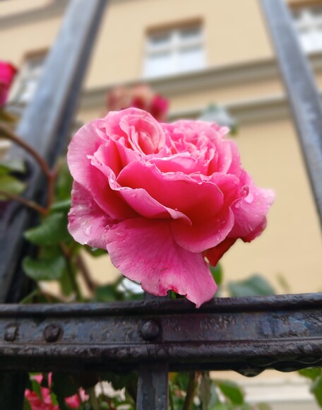 Uwięziona