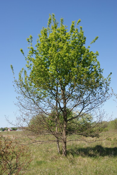 Wrażliwy twardziel