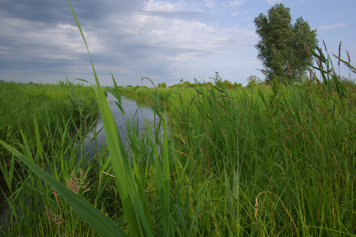 Żuławy Elbląskie. Polder Dłużyna