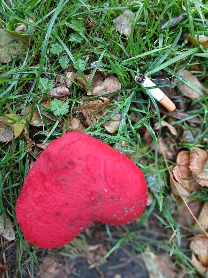 Rzuć Palenie!. Podpatrzone na trawniku.