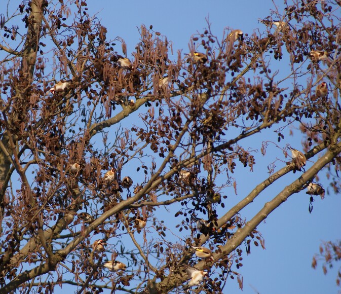 Szczygły na olszy.. Policz ile smakoszy wyłuskuje nasiona olszy.