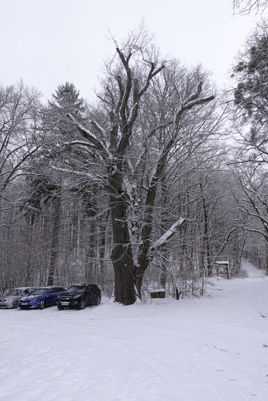Zdewastowano pomnik przyrody pod nosem dzielnych leśniczych. Usunięcie gałęzi w wymiarze przekraczającym 30% korony, która rozwinęła się w całym okresie rozwoju drzewa, stanowi uszkodzenie drzewa, a w wymiarze przekraczającym 50% uznawane jest za zniszczenie drzewa (art. 87a ust. 4 i 5 ustawy o ochronie przyrody). 30 m od leśniczówki ! Leśnicy spali, a UM ma to w najgłębszym możliwym poważaniu. Dewastowanie pomników przyrody to nawet w Elblągu NOWINKA ! Gratulacje dla pana prezydenta za skuteczną ochronę cennych zasobów przyrodniczych miasta. Tradycyjnie wandale pozostaną BEZKARNI !
