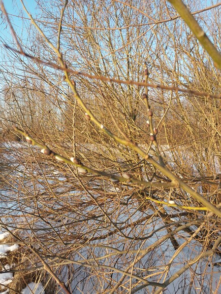 Pierwsze sygnały przedwiośnia.. Kilka słonecznych dni wystarczyło żeby na wierzbie, pomimo mrozu pojawiły się pierwsze kwiaty, albo jak ktoś woli kotki, czy bazie.