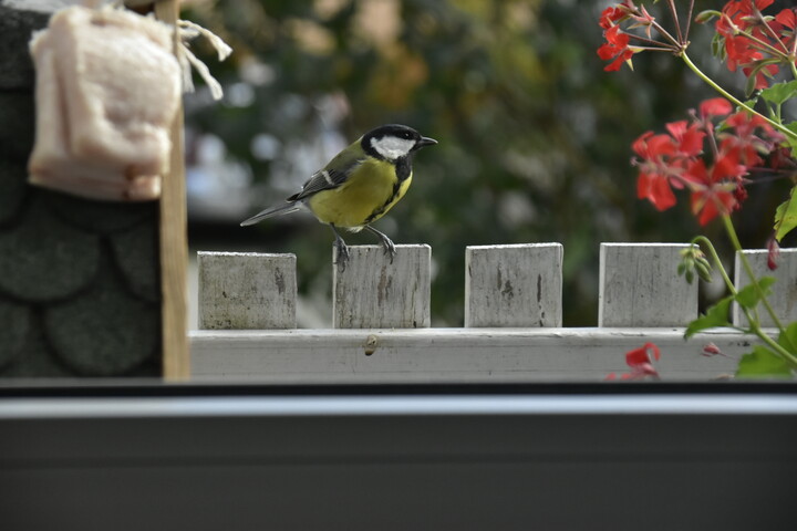 Ile można machać skrzydlami