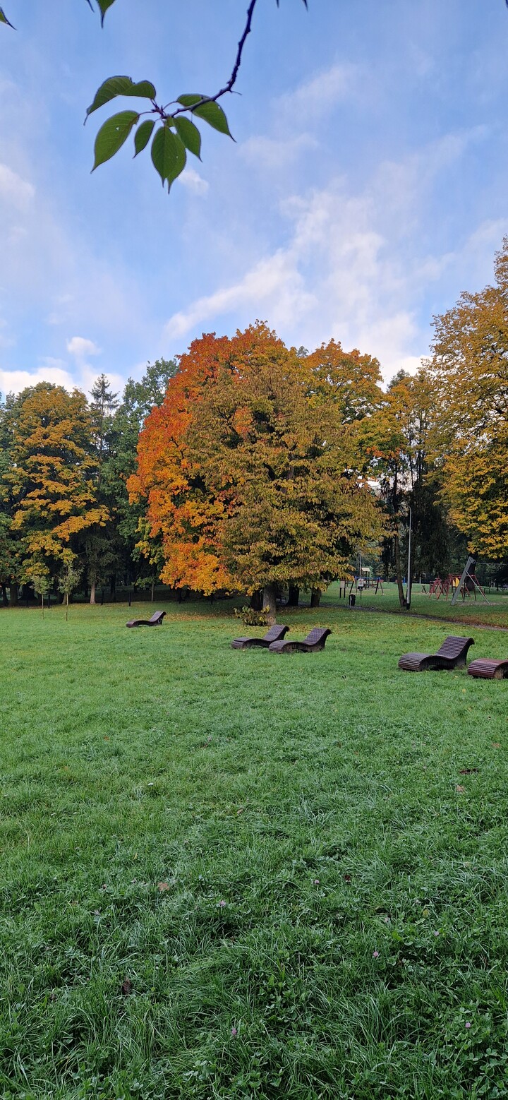 Modrzewie. W parku (Listopad 2025)