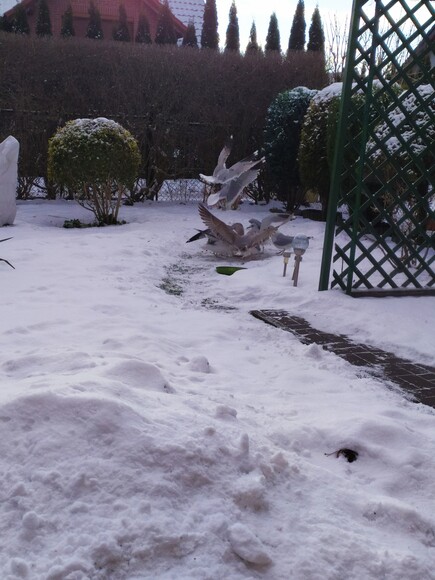 Głód niejedno ma imię