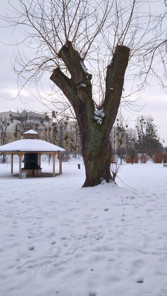 Rekordowe osiągnięcie drwali wandali i UM w Elblągu.. Usunięcie gałęzi w wymiarze przekraczającym 50 % korony, która rozwinęła się w całym okresie rozwoju drzewa, w celu innym niż określony w ust. 2, stanowi zniszczenie drzewa.