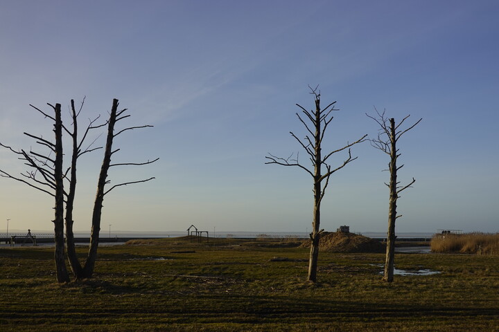 Wypielęgnowane na śmierć. Frombork