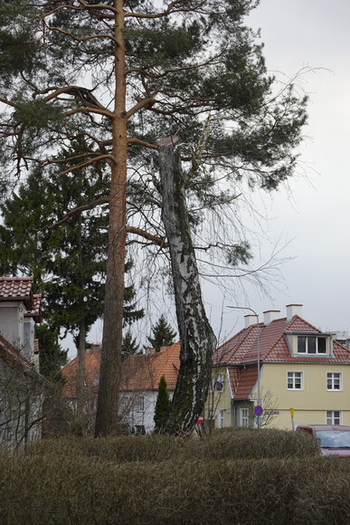 Brzoza bez szans na przeżycie. ale nie została wycięta !. Tradycyjnie w Elblągu bez żadnych konsekwencji dla drwala-wandala i administratora terenu. Usunięcie gałęzi w wymiarze przekraczającym 50 % korony, która rozwinęła się w całym okresie rozwoju drzewa, w celu innym niż określony w ust. 2, stanowi zniszczenie drzewa.