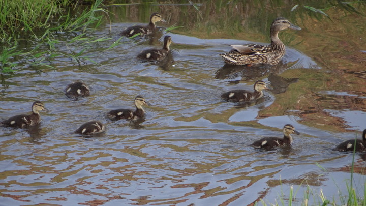 Dzika natura