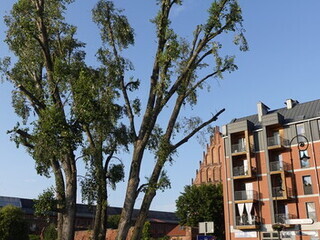 Elbląska pielęgnacja drzew 2