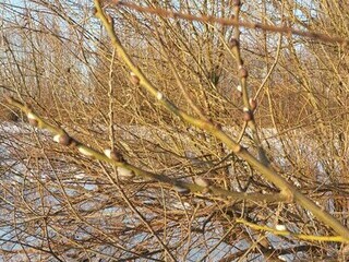 Pierwsze sygnały przedwiośnia.