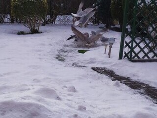 Głód niejedno ma imię