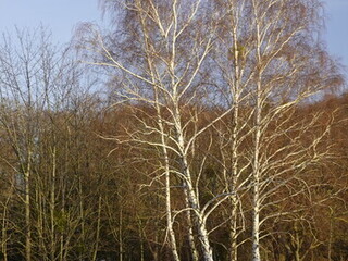 Zupełnie zaniedbane