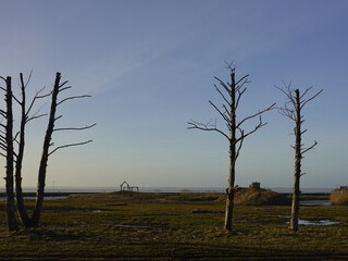 Wypielęgnowane na śmierć