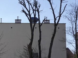 UM uczy dzieci ze szkoły muzycznej, jak dewastować drzewa