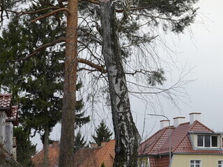 Brzoza bez szans na przeżycie. ale nie została wycięta !