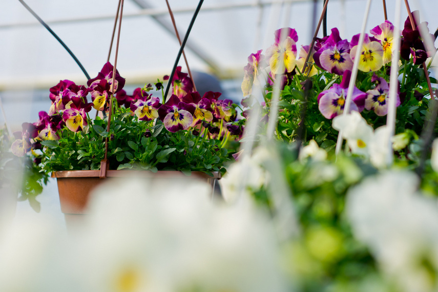 Nasz konkurs: Wiosna nadchodzi, wygraj bratki! zdjęcie nr 237024