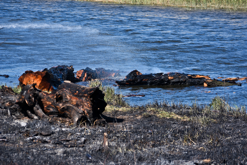 Pożar trzcinowiska, ogień strawił około 3 hektary terenu zdjęcie nr 239491