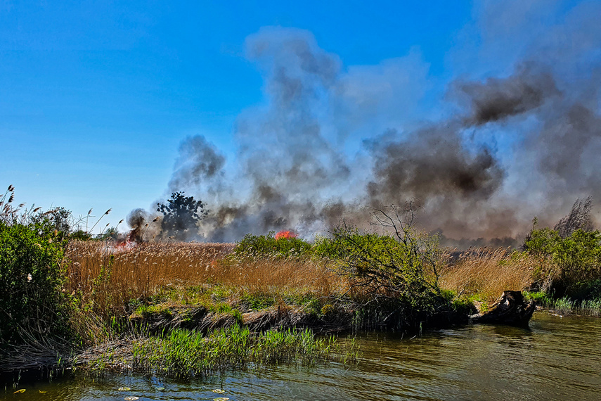 Elbląg Pożar trzcinowiska, ogień strawił około 3 hektary terenu