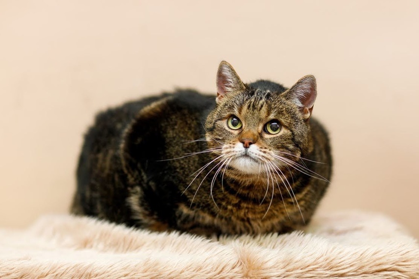 Elbląg Galeria pod psem i kotem - odcinek 161