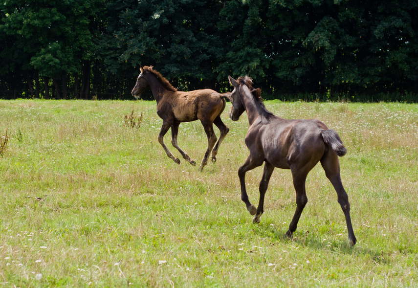 Z Rzecznej do Tokio na igrzyska olimpijskie  zdjęcie nr 244807