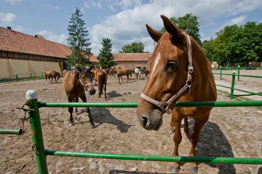 Elbląg Z Rzecznej do Tokio na igrzyska olimpijskie 