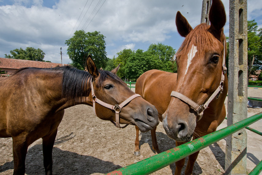 Z Rzecznej do Tokio na igrzyska olimpijskie  zdjęcie nr 244780