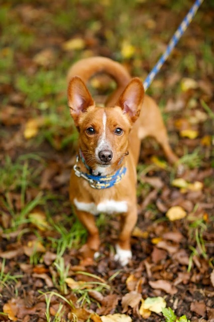 Elbląg Galeria pod psem i kotem - odcinek 169