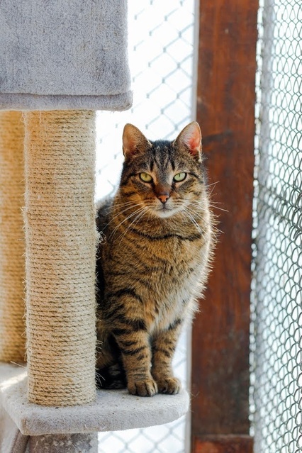 Elbląg Galeria pod psem i kotem - odcinek 172