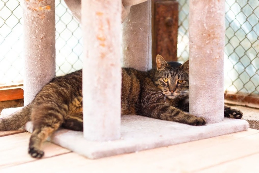 Elbląg Galeria pod psem i kotem - odcinek 173