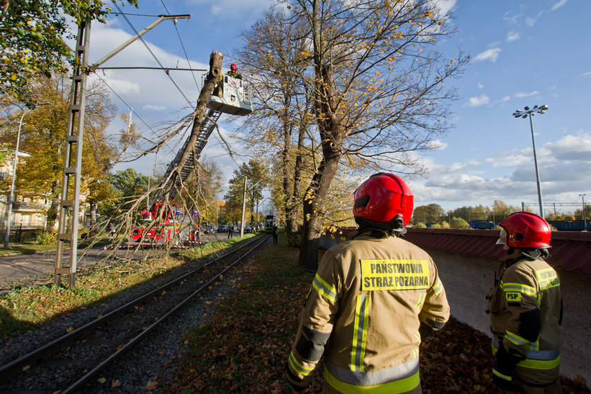 Konar spadł na trakcję. Tramwaje nie jeżdżą zdjęcie nr 250628
