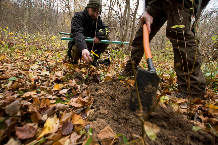 Dla leśnych roślin i zwierząt zdjęcie nr 252111