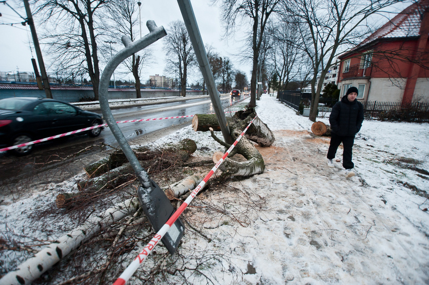 Drzewo spadło na dwie osoby zdjęcie nr 254331