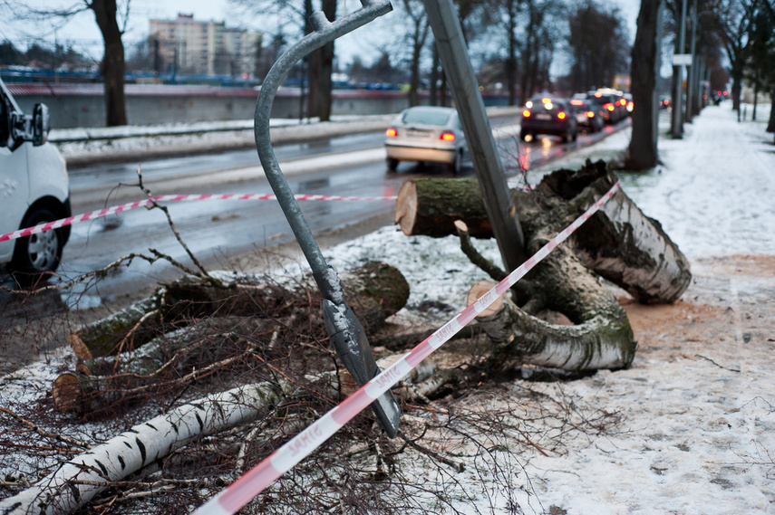 Drzewo spadło na dwie osoby zdjęcie nr 254325