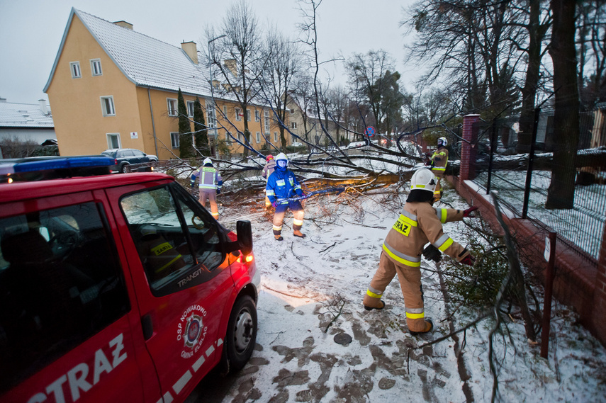 Drzewo spadło na dwie osoby zdjęcie nr 254317