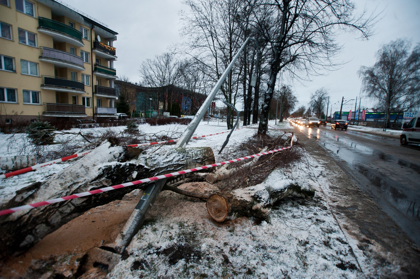 Drzewo spadło na dwie osoby zdjęcie nr 254330