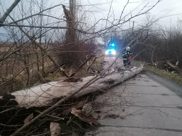 Silnie wieje w Elblągu i powiecie. Strażacy interweniowali kilkadziesiąt razy zdjęcie nr 256285