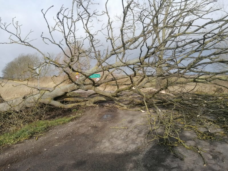 Silnie wieje w Elblągu i powiecie. Strażacy interweniowali kilkadziesiąt razy zdjęcie nr 256290