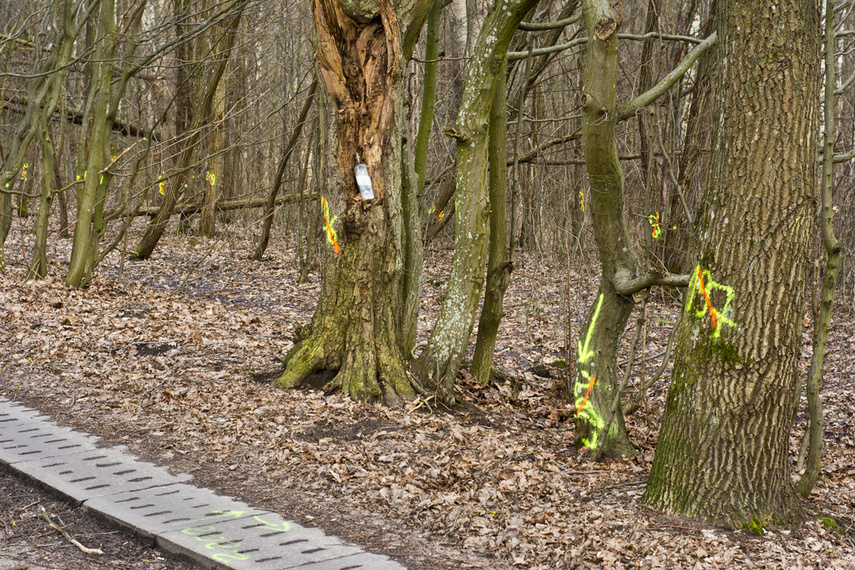 Masowe znakowanie drzew przy Wschodniej. Po co? zdjęcie nr 256713