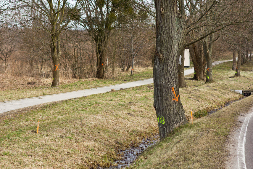 Elbląg Masowe znakowanie drzew przy Wschodniej. Po co?