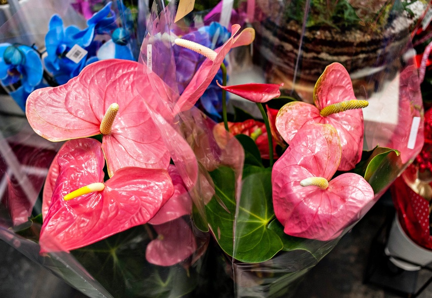 Dzień Kobiet z Kwiaciarnią Romantyczna zdjęcie nr 256808