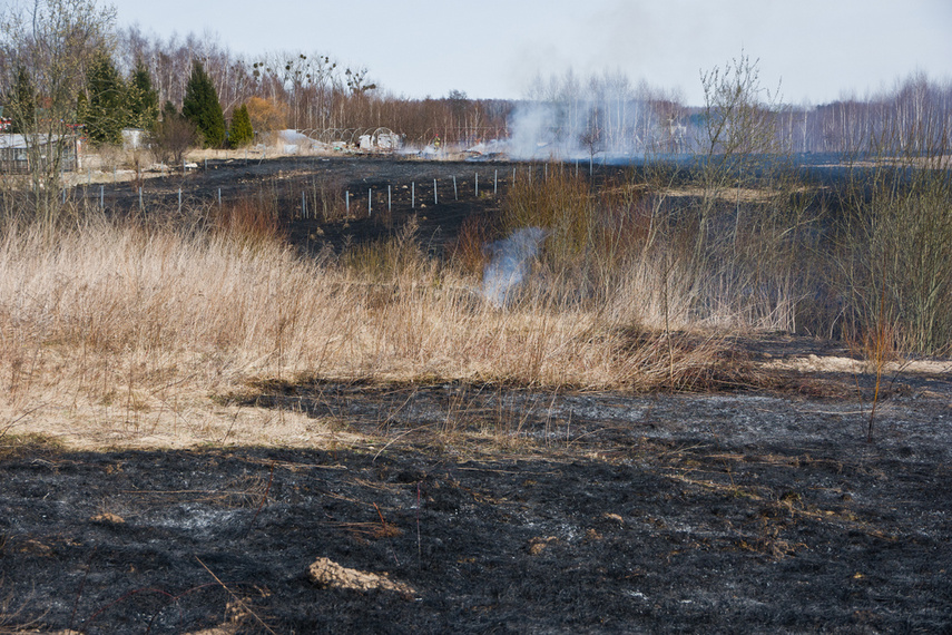 Pożar traw w Gronowie Górnym zdjęcie nr 258049