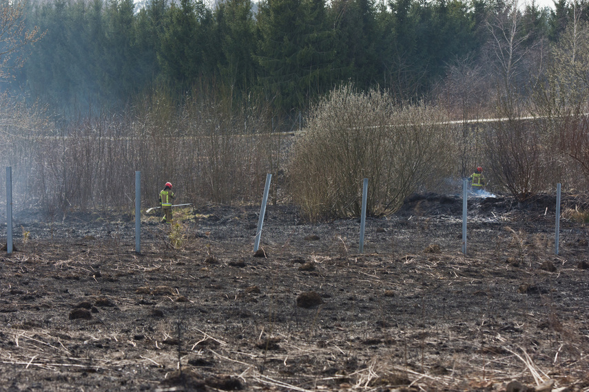 Pożar traw w Gronowie Górnym zdjęcie nr 258066