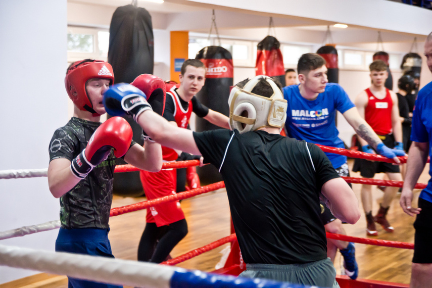 Tygrysy w ringu zdjęcie nr 259014