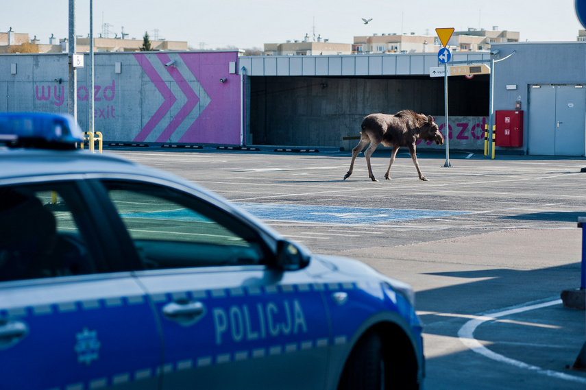 Łoś na parkingu w C.H. Ogrody zdjęcie nr 259431