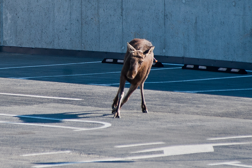 Łoś na parkingu w C.H. Ogrody zdjęcie nr 259434