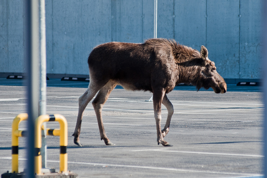 Łoś na parkingu w C.H. Ogrody zdjęcie nr 259430