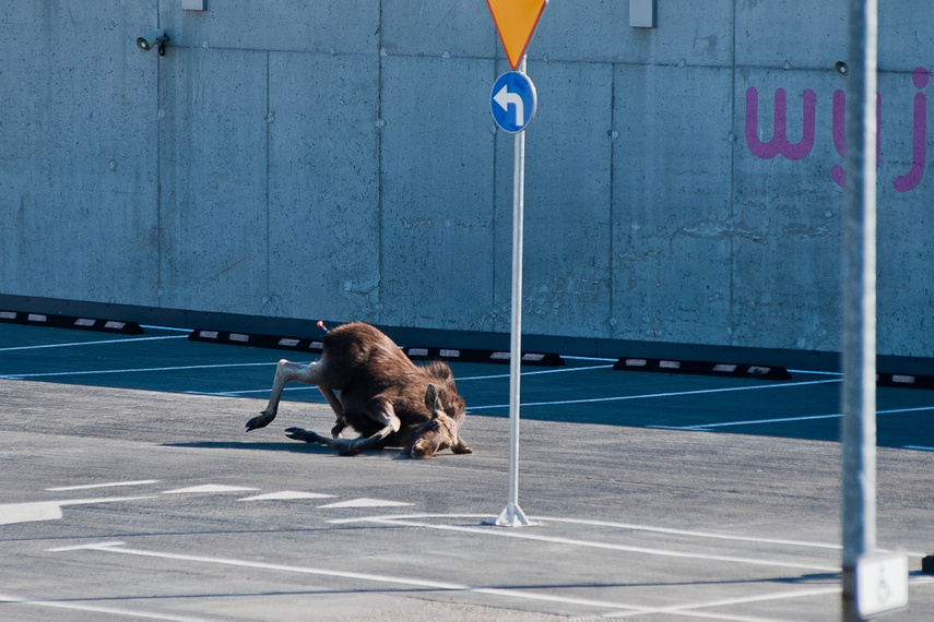 Łoś na parkingu w C.H. Ogrody zdjęcie nr 259435