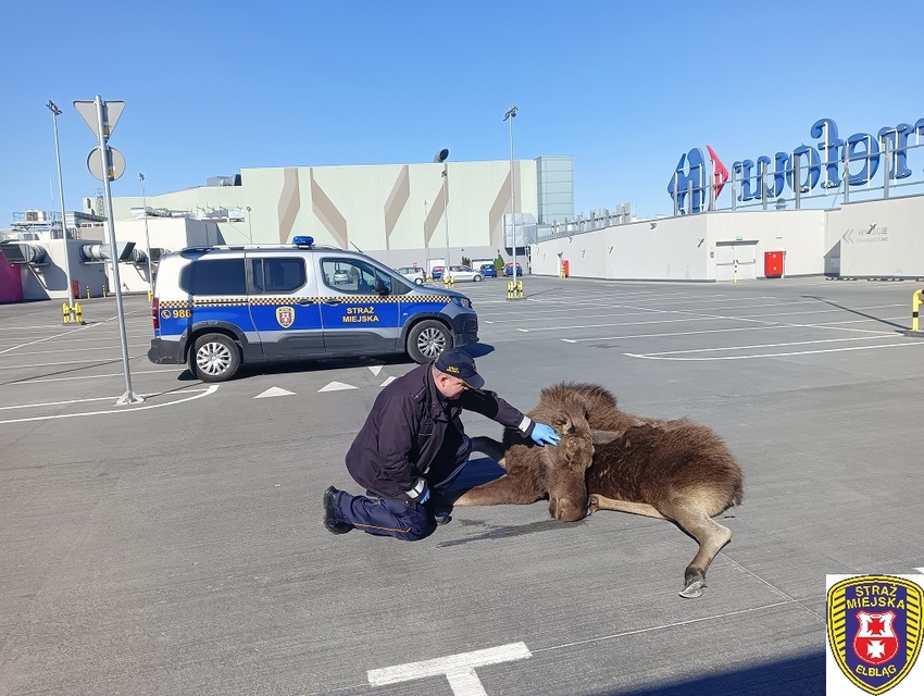 Łoś na parkingu w C.H. Ogrody zdjęcie nr 259437